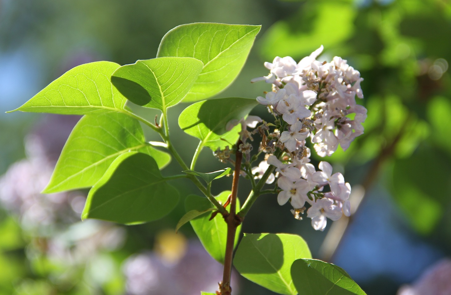 Syringa vulgaris / Lill, Serenella